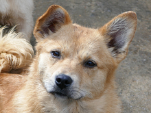 JOLIE, Hund, Mischlingshund in Rumänien - Bild 4
