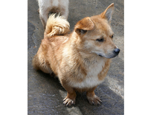 JOLIE, Hund, Mischlingshund in Rumänien - Bild 5