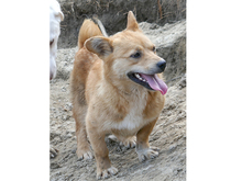 JOLIE, Hund, Mischlingshund in Rumänien - Bild 6