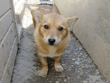 JOLIE, Hund, Mischlingshund in Rumänien - Bild 7