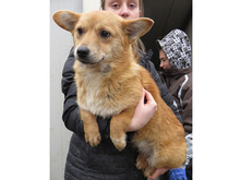 JOLIE, Hund, Mischlingshund in Rumänien - Bild 8