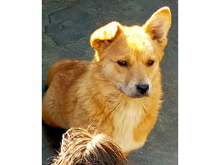 JOLIE, Hund, Mischlingshund in Rumänien - Bild 9