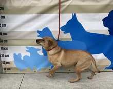 RAY, Hund, Mischlingshund in Ungarn - Bild 3