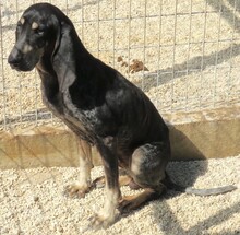 MASHA2, Hund, Jagdhund-Mix in Zypern - Bild 2