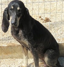 MASHA2, Hund, Jagdhund-Mix in Zypern - Bild 5