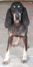 MASHA2, Hund, Jagdhund-Mix in Zypern - Bild 6