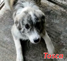 TOSCA, Hund, Mischlingshund in Italien - Bild 13