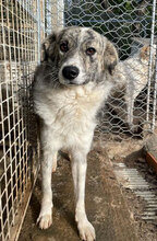 TOSCA, Hund, Mischlingshund in Italien - Bild 9