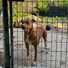 LUNA, Hund, Mischlingshund in Spanien - Bild 2