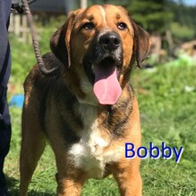 BOBBY, Hund, Deutscher Schäferhund-Mix in Bosnien und Herzegowina - Bild 1