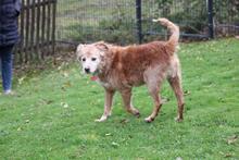 CECIO, Hund, Collie-Mix in Wuppertal - Bild 11