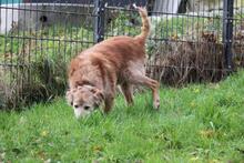 CECIO, Hund, Collie-Mix in Wuppertal - Bild 13