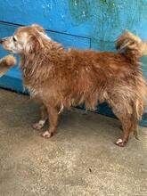CECIO, Hund, Collie-Mix in Wuppertal - Bild 21