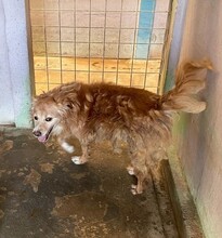 CECIO, Hund, Collie-Mix in Wuppertal - Bild 24