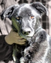 OXANA, Hund, Mischlingshund in Italien - Bild 7