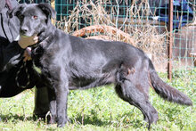 OXANA, Hund, Mischlingshund in Italien - Bild 8