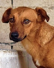 QUESTLY, Hund, Mischlingshund in Italien - Bild 1