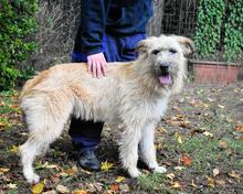 WASCO, Hund, Mischlingshund in Italien - Bild 1