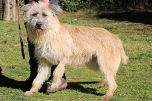 WASCO, Hund, Mischlingshund in Italien - Bild 10
