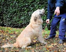 WASCO, Hund, Mischlingshund in Italien - Bild 3