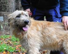 WASCO, Hund, Mischlingshund in Italien - Bild 8