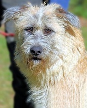 WASCO, Hund, Mischlingshund in Italien - Bild 9