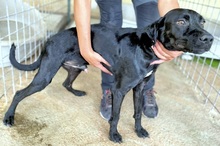 YORDAN, Hund, Mischlingshund in Italien - Bild 2