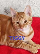 TIGGY, Katze, Europäisch Kurzhaar in Bulgarien - Bild 1