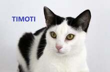 TIMOTI, Katze, Europäisch Kurzhaar in Bosnien und Herzegowina - Bild 1