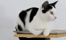 TIMOTI, Katze, Europäisch Kurzhaar in Bosnien und Herzegowina - Bild 3