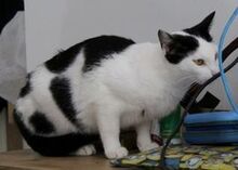 TIMOTI, Katze, Europäisch Kurzhaar in Bosnien und Herzegowina - Bild 5