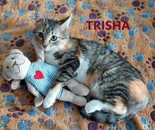 TRISHA, Katze, Europäisch Kurzhaar in Bulgarien - Bild 3