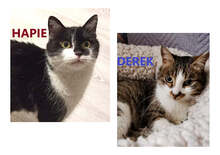 HAPIE, Katze, Europäisch Kurzhaar in Bulgarien - Bild 1