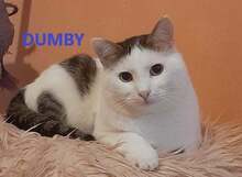 DUMBY, Katze, Europäisch Kurzhaar in Hamburg - Bild 1