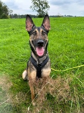 INES, Hund, Mischlingshund in Radevormwald - Bild 16