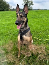 INES, Hund, Mischlingshund in Radevormwald - Bild 19