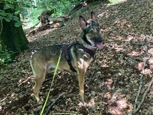 INES, Hund, Mischlingshund in Radevormwald - Bild 20