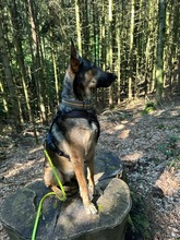 INES, Hund, Mischlingshund in Radevormwald - Bild 21