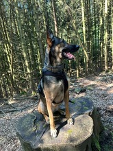 INES, Hund, Mischlingshund in Radevormwald - Bild 22