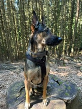 INES, Hund, Mischlingshund in Radevormwald - Bild 23