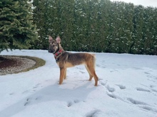 INES, Hund, Mischlingshund in Radevormwald - Bild 9