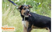 CHARLIE3, Hund, Mischlingshund in Ungarn - Bild 1