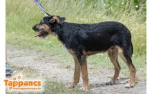 CHARLIE3, Hund, Mischlingshund in Ungarn - Bild 2