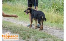 CHARLIE3, Hund, Mischlingshund in Ungarn - Bild 3