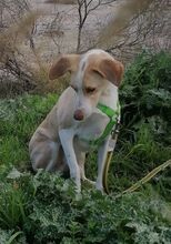 SECRET, Hund, Mischlingshund in Griechenland - Bild 5