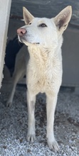 GOBI, Hund, Mischlingshund in Griechenland - Bild 11