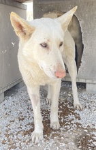 GOBI, Hund, Mischlingshund in Griechenland - Bild 13