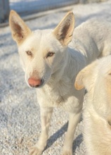 GOBI, Hund, Mischlingshund in Griechenland - Bild 2