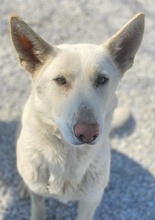 GOBI, Hund, Mischlingshund in Griechenland - Bild 3