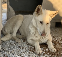 GOBI, Hund, Mischlingshund in Griechenland - Bild 4